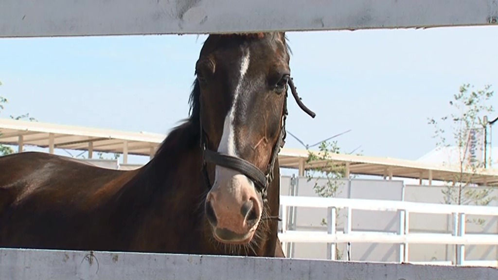 Raspored takmičenja u zaprežnom sportu