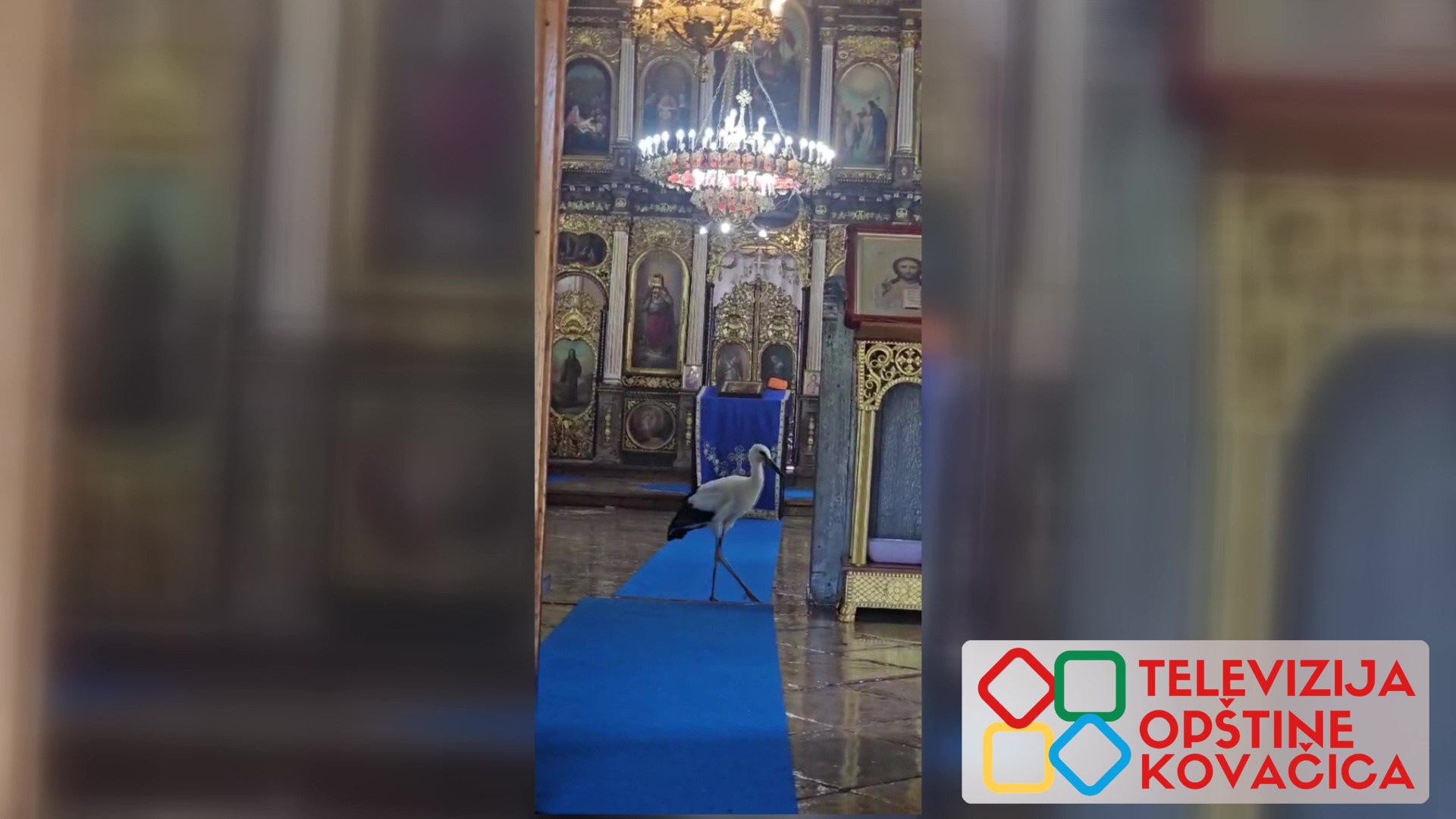 Roda Malena ušetala u crkvu u Idvoru i osvojila društvene mreže